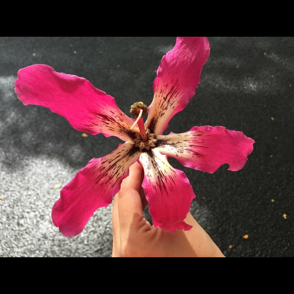 Meet your Posher, Janki